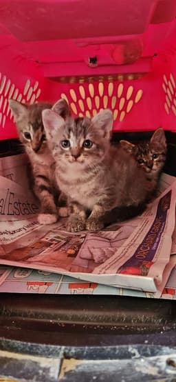 Kitten Peeta image 2