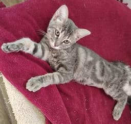 Kitten Peeta image 1