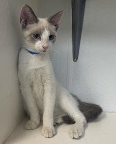 Kitten  Neko image 1