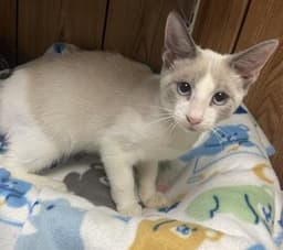 Kitten  Neko image 2