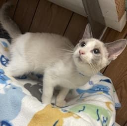 Kitten  Neko image 3