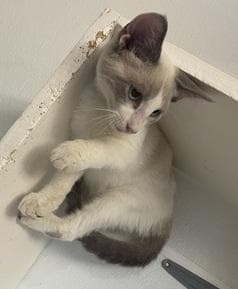Kitten  Neko image 4