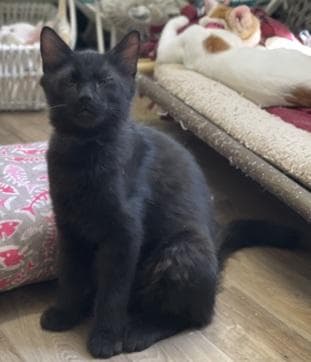 Kitten Rex - Maine Coon