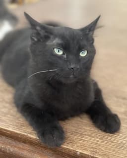 Kitten Rex image 2