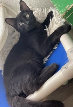 Kitten Reptar image 1