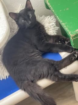 Kitten Reptar image 2