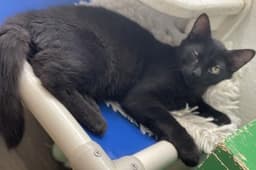 Kitten Reptar image 3