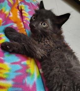 Kitten Reptar image 4