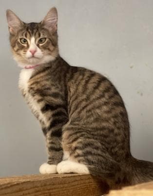 Kitten Angelica - Maine Coon