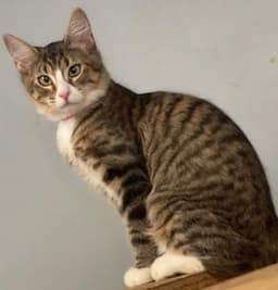 Kitten Angelica image 3