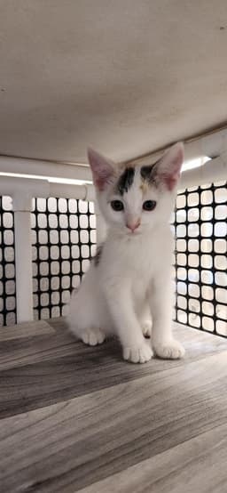 Kitten Mars image 3