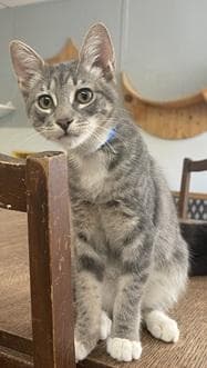 Kitten Stu - Tabby