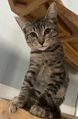 Kitten Lou - Tabby