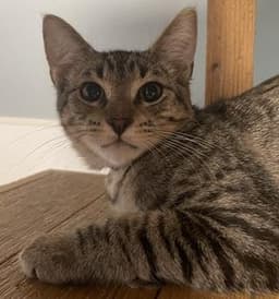 Kitten Lou image 2