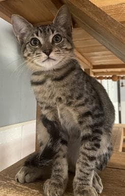 Kitten Lou image 3