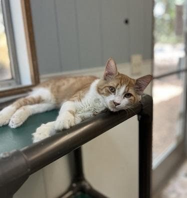 Kitten  Billy - Maine Coon