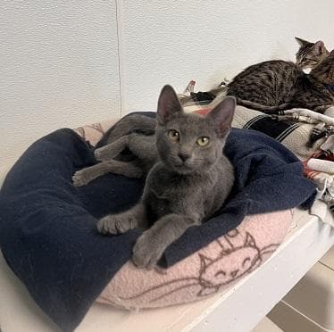 Kitten  Pluto - Russian Blue