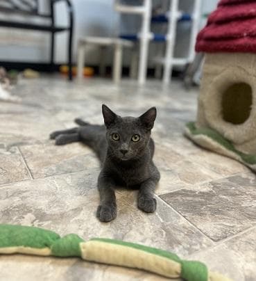 Kitten  Freddy - Russian Blue