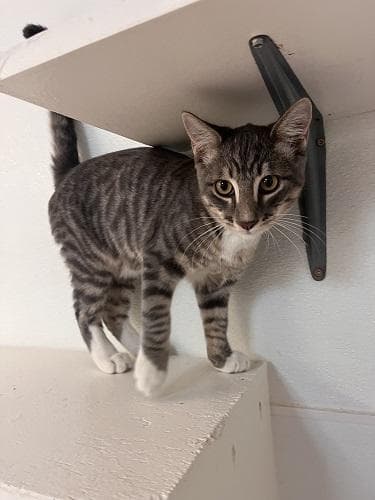 Kitten  Sven - Tabby
