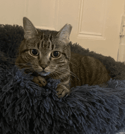 Prissy image 1