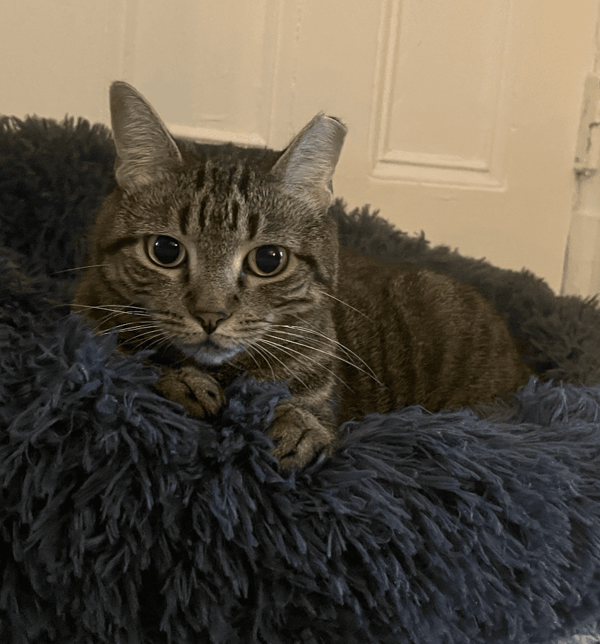 Prissy - Domestic Short Hair