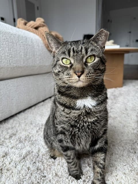 Hershey - Domestic Short Hair