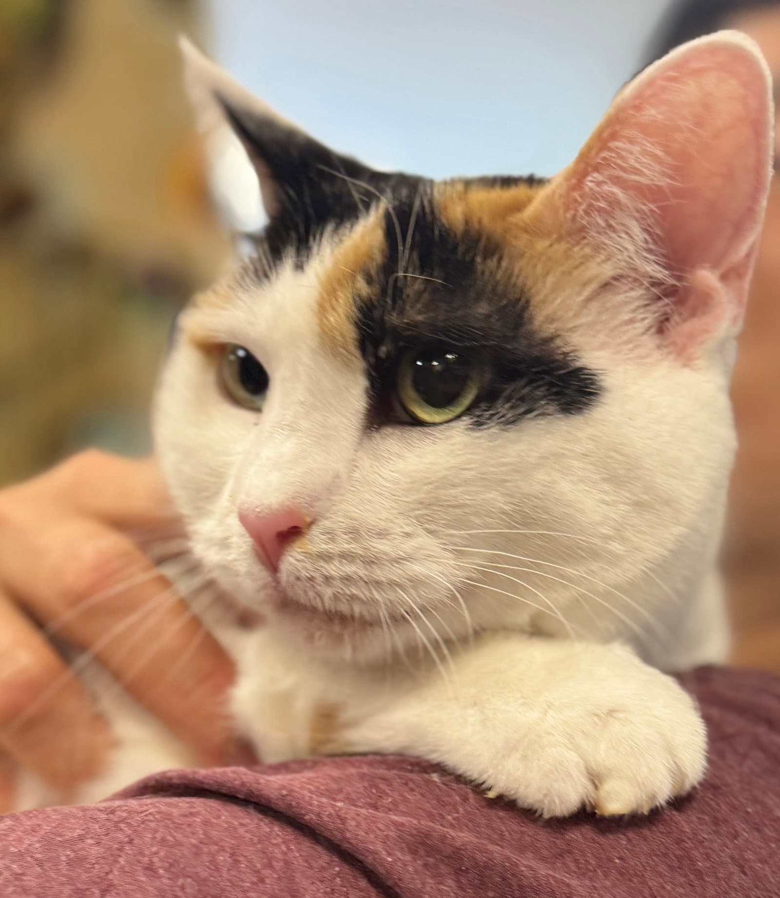 Reese Whiskerspoon - Domestic Short Hair