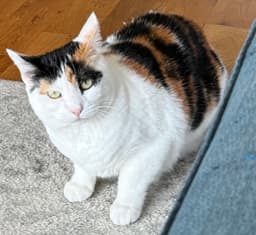 Reese Whiskerspoon image 4