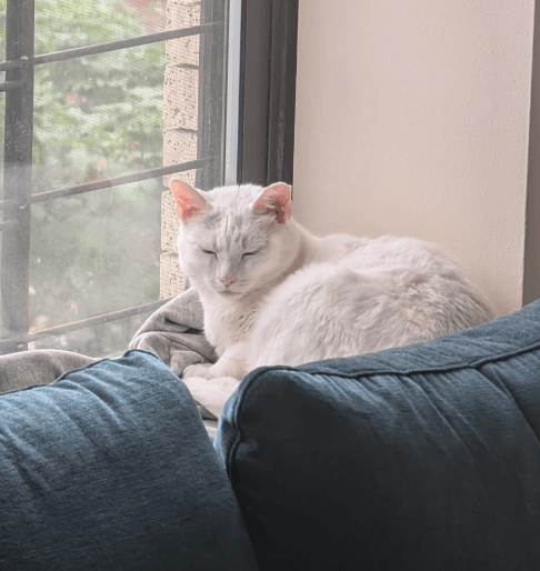 Stardust - Domestic Short Hair