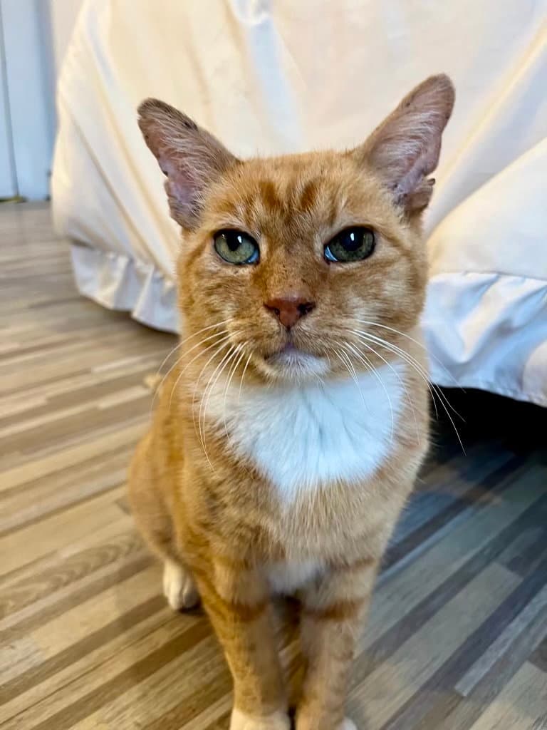 Ashford - Domestic Short Hair
