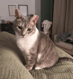 Jeannie image 1