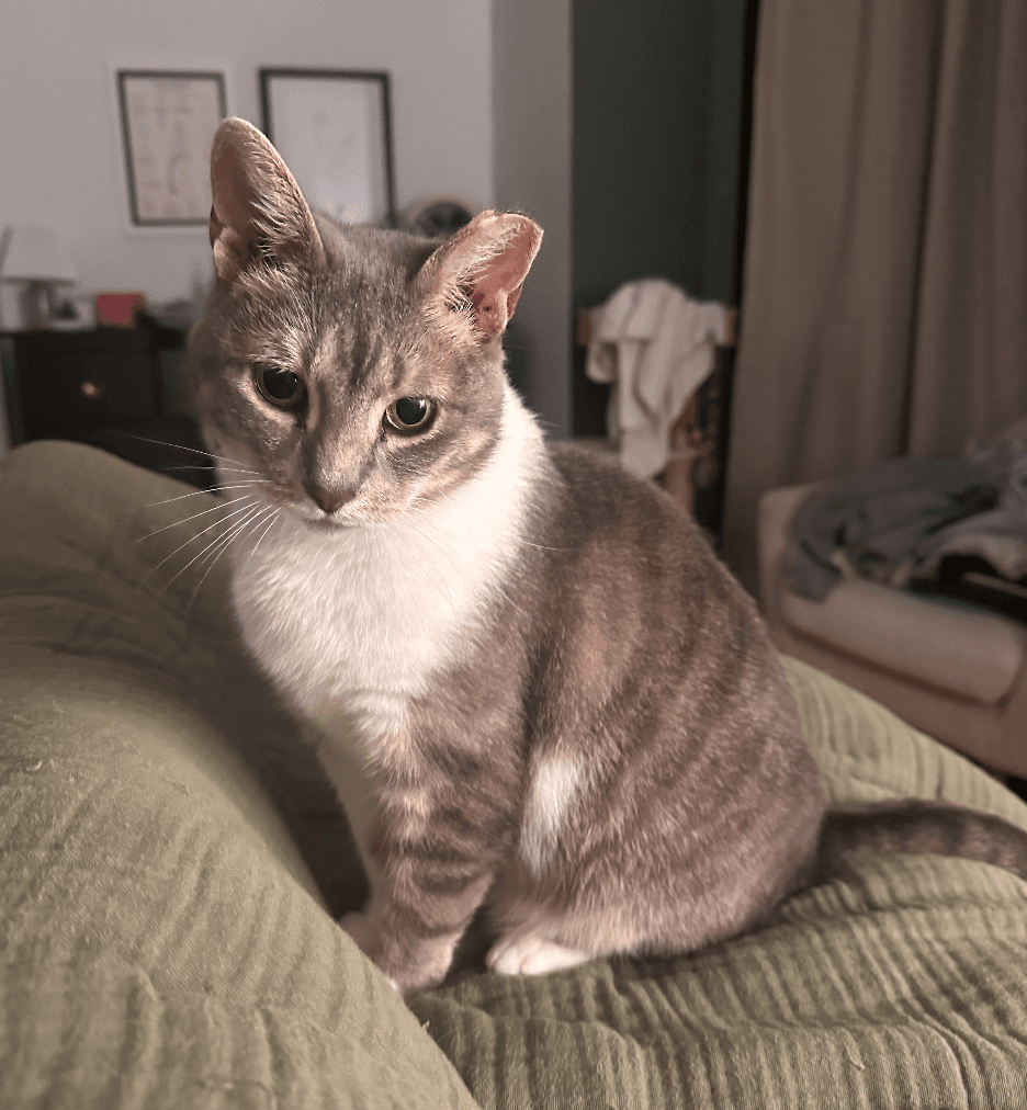 Jeannie - Domestic Short Hair