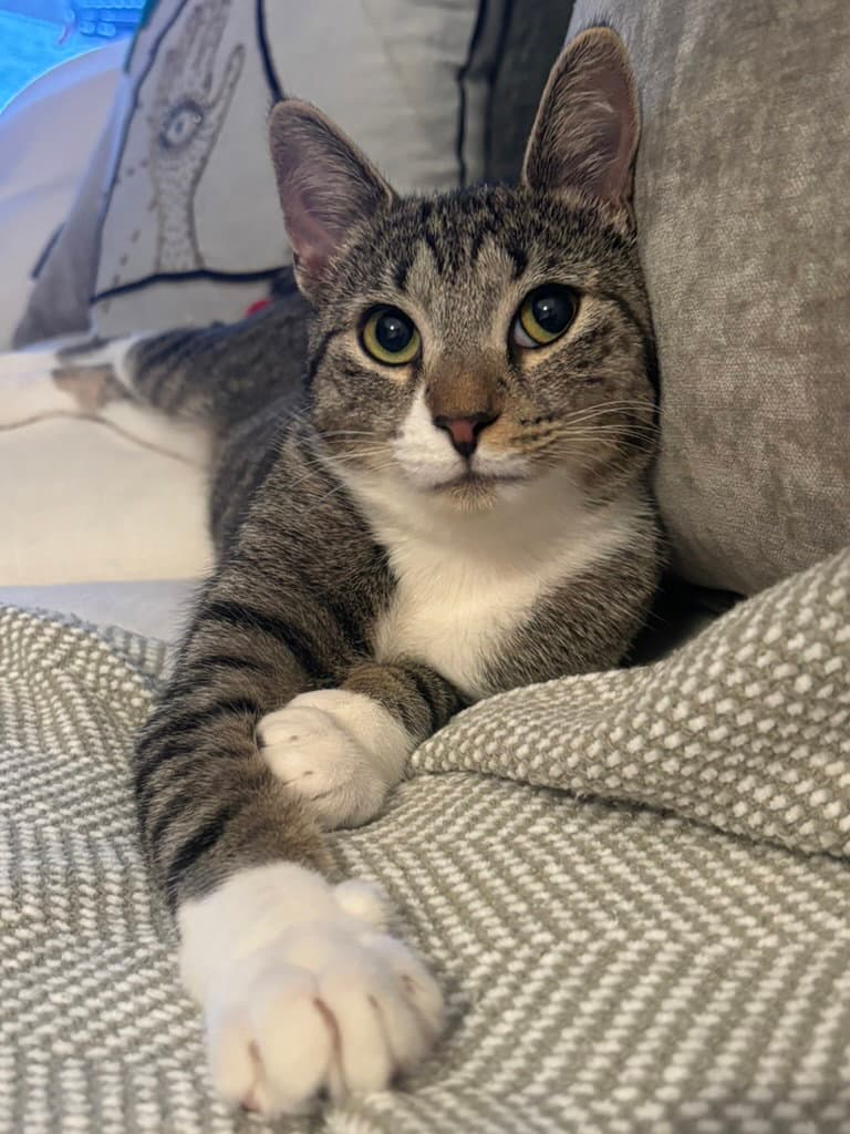 Shirley - Domestic Short Hair