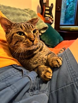 Rocco image 3