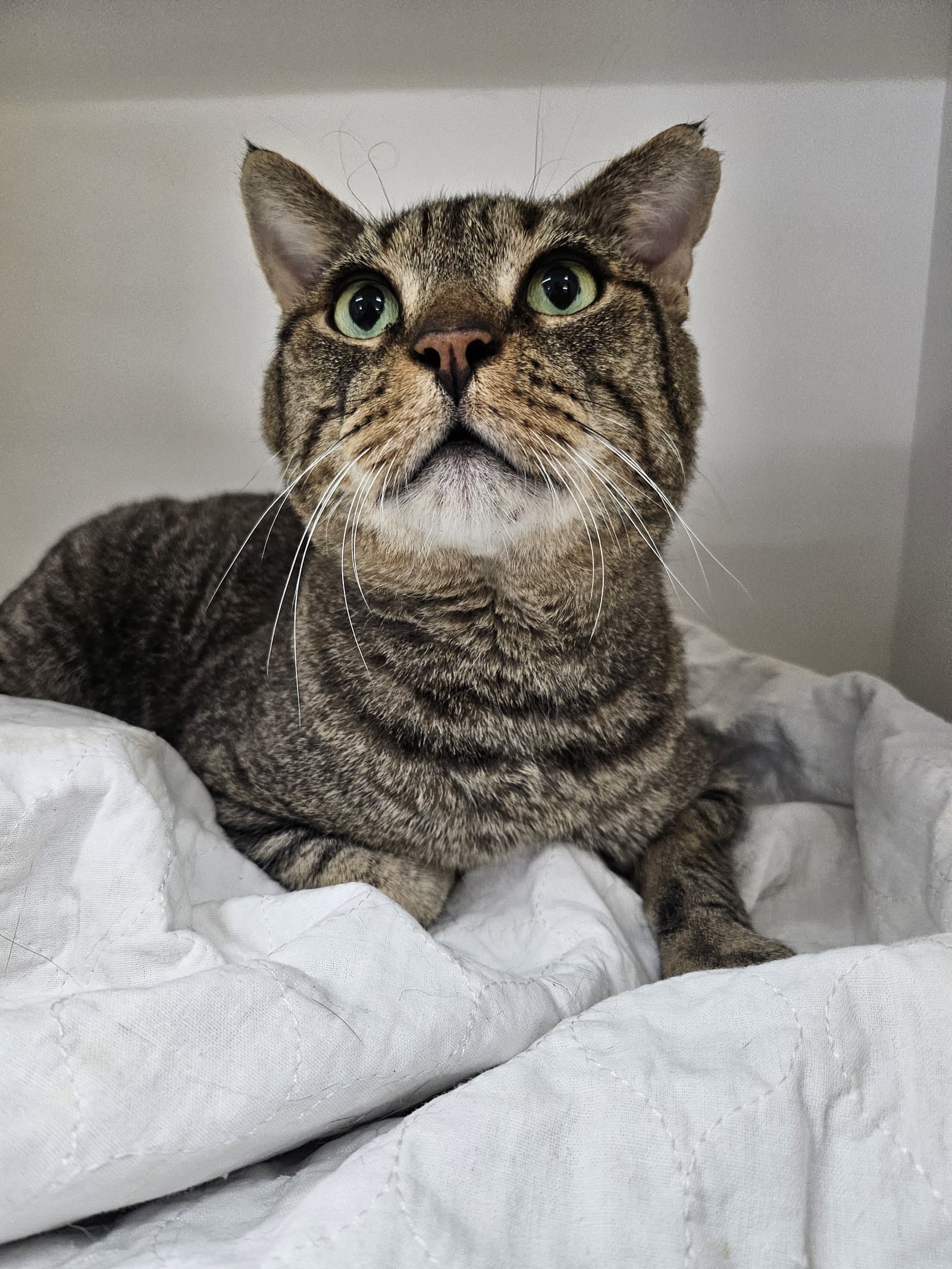 Rocco - Domestic Short Hair