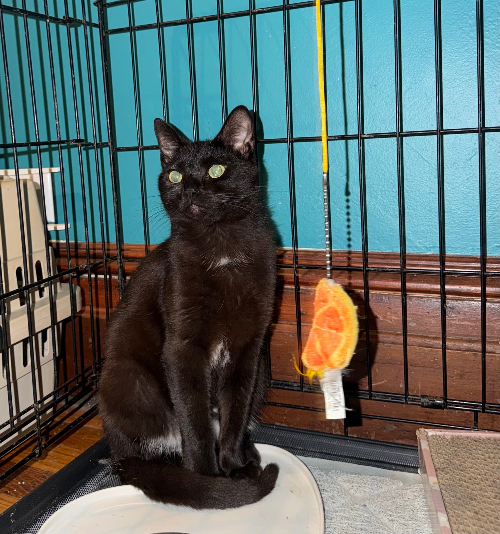 Gus - Domestic Short Hair