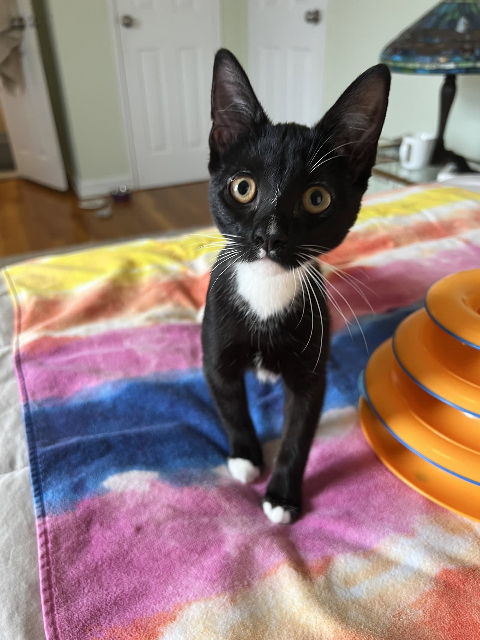 Willow - Domestic Short Hair