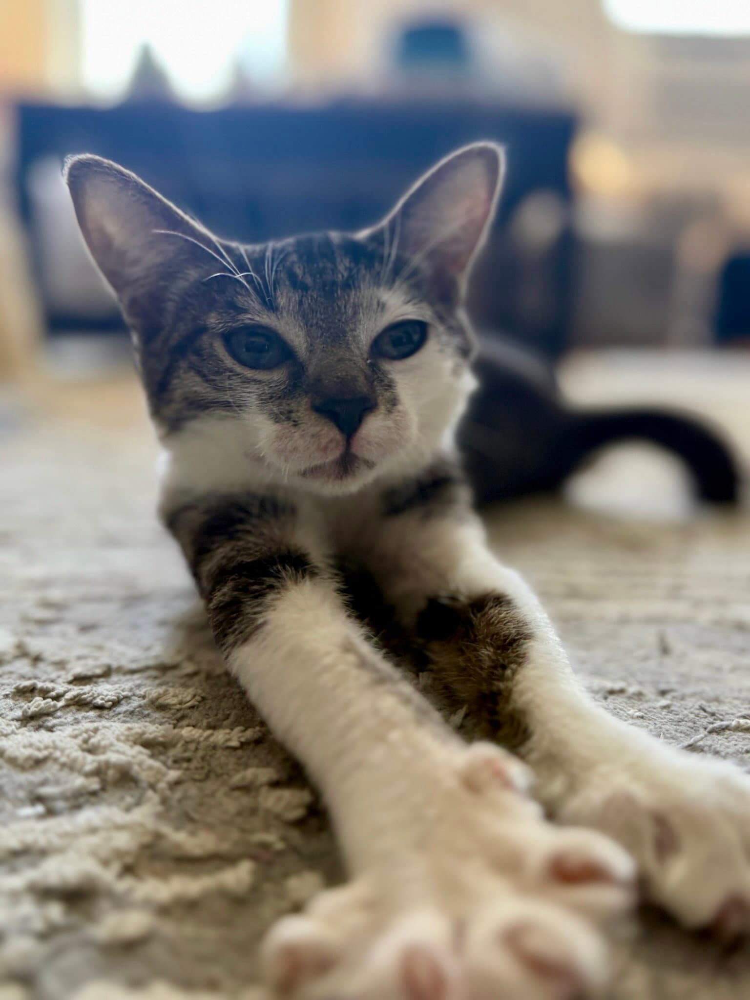 Archie - Domestic Short Hair