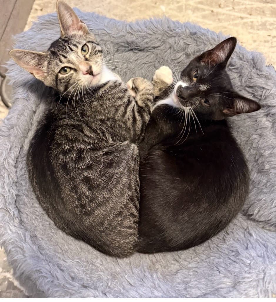 Peony And Magnolia - Domestic Short Hair