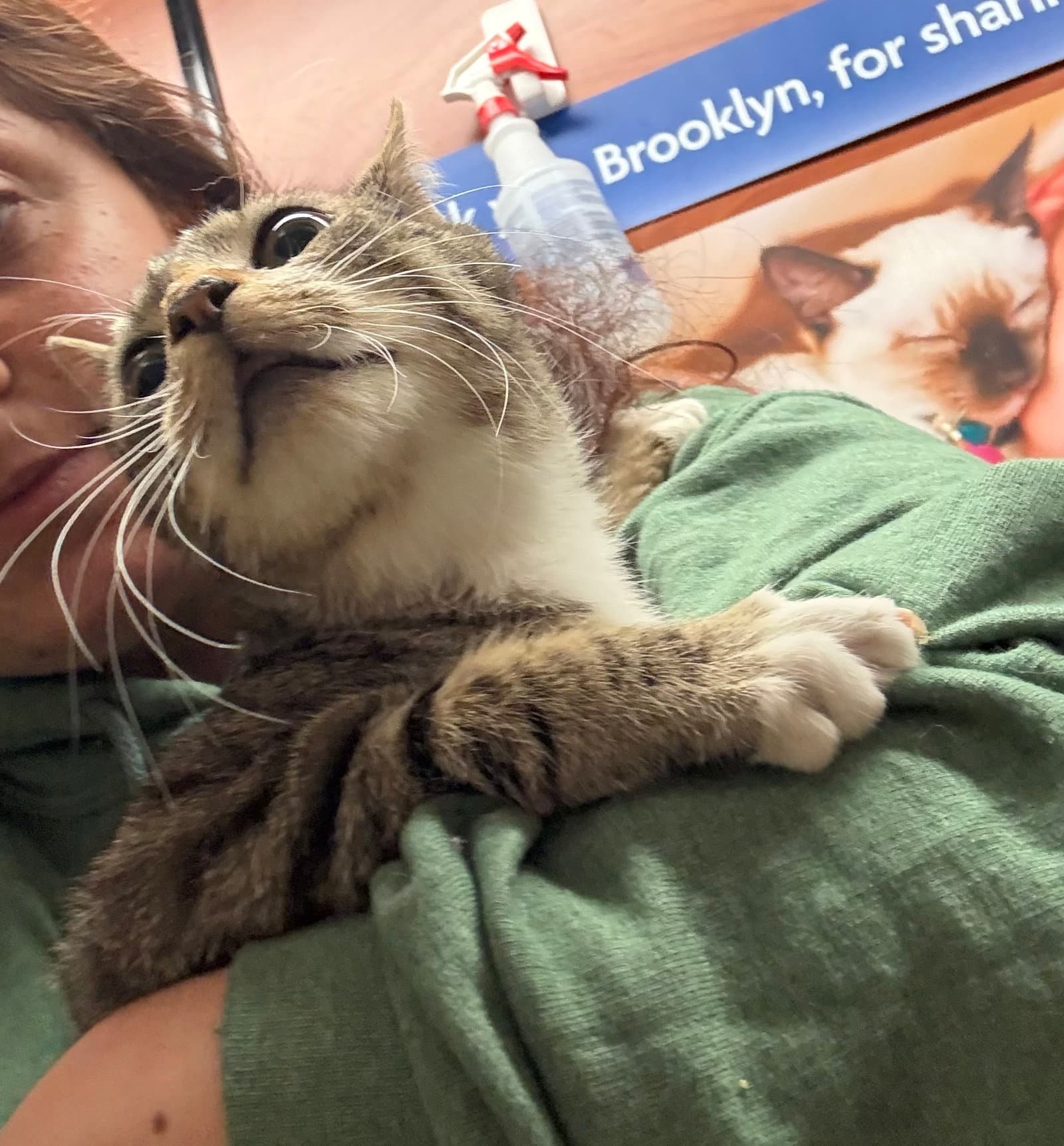 Cyrus - Domestic Short Hair