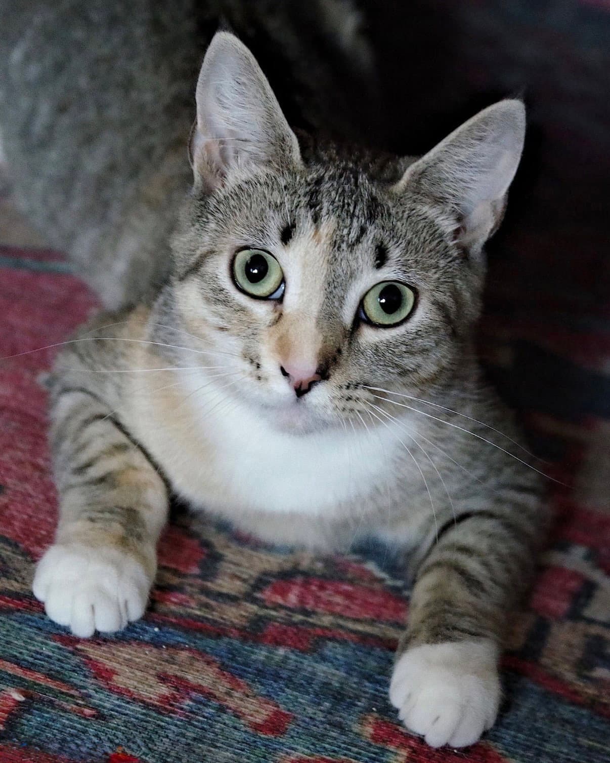 Lamb - Domestic Short Hair