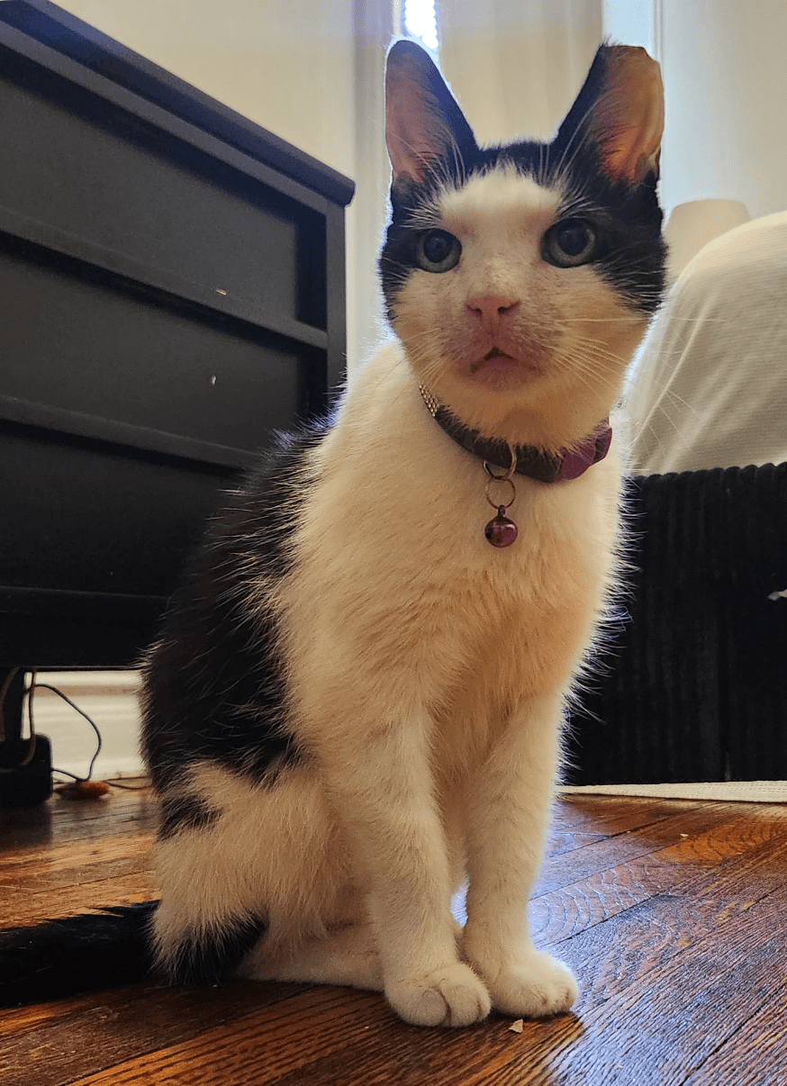 Squeak - Domestic Short Hair