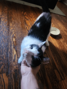 Squeak image 2