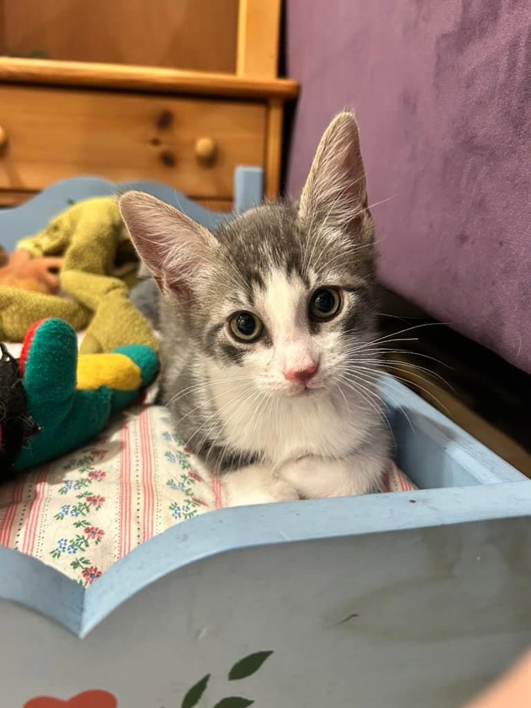 Egg Man - Domestic Short Hair