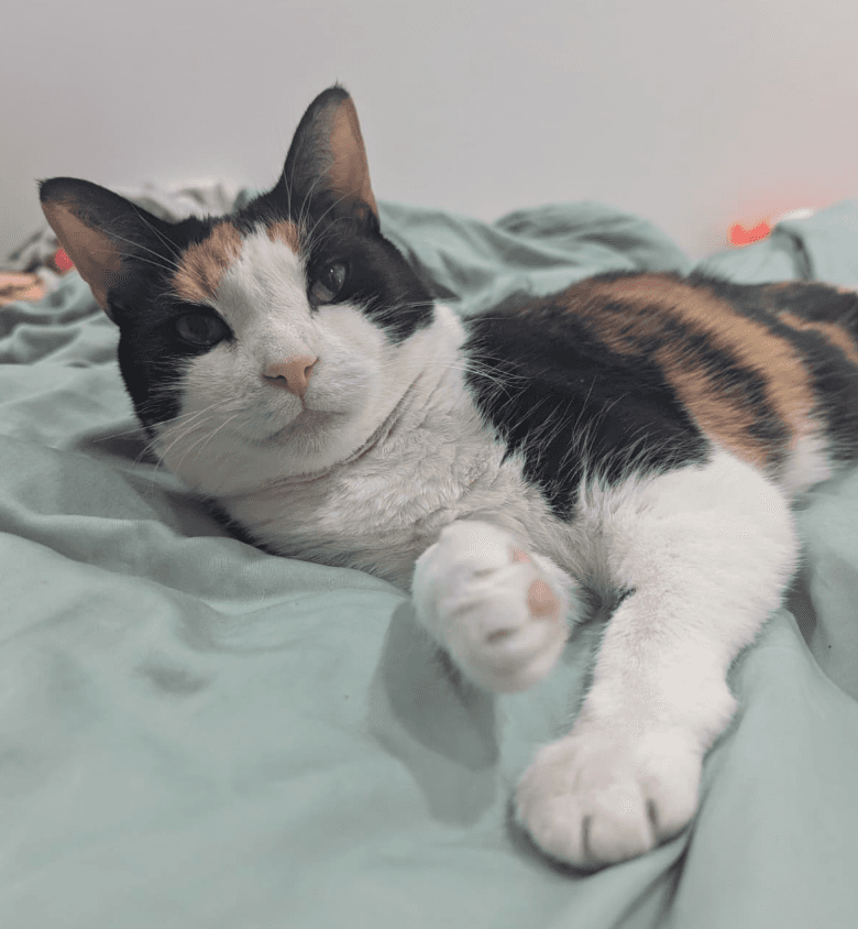 Star - Domestic Short Hair
