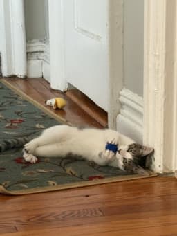 Suki  Sokka image 4