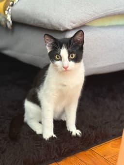 Suki  Sokka image 2