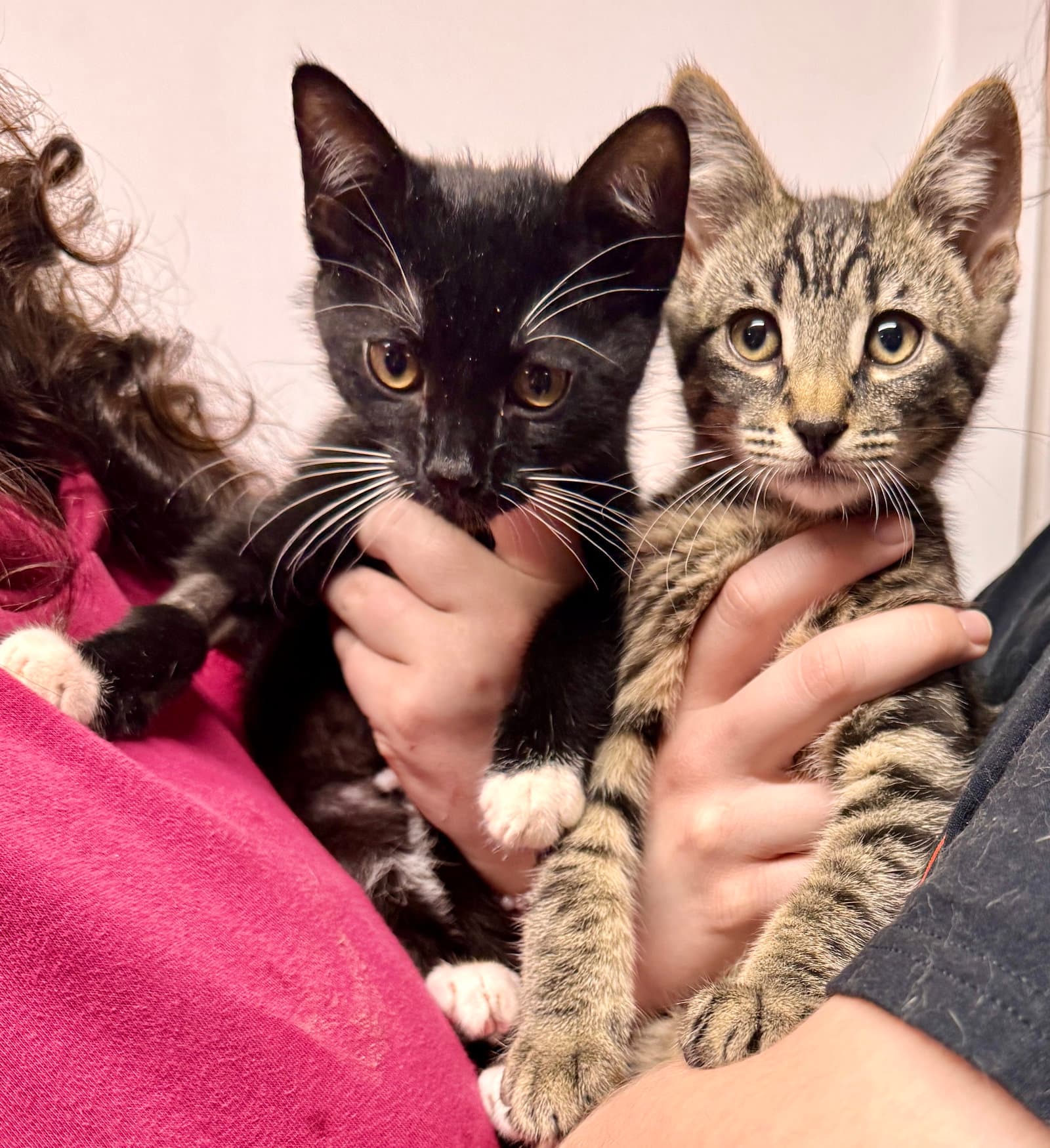 Harbor  Mist - Domestic Short Hair
