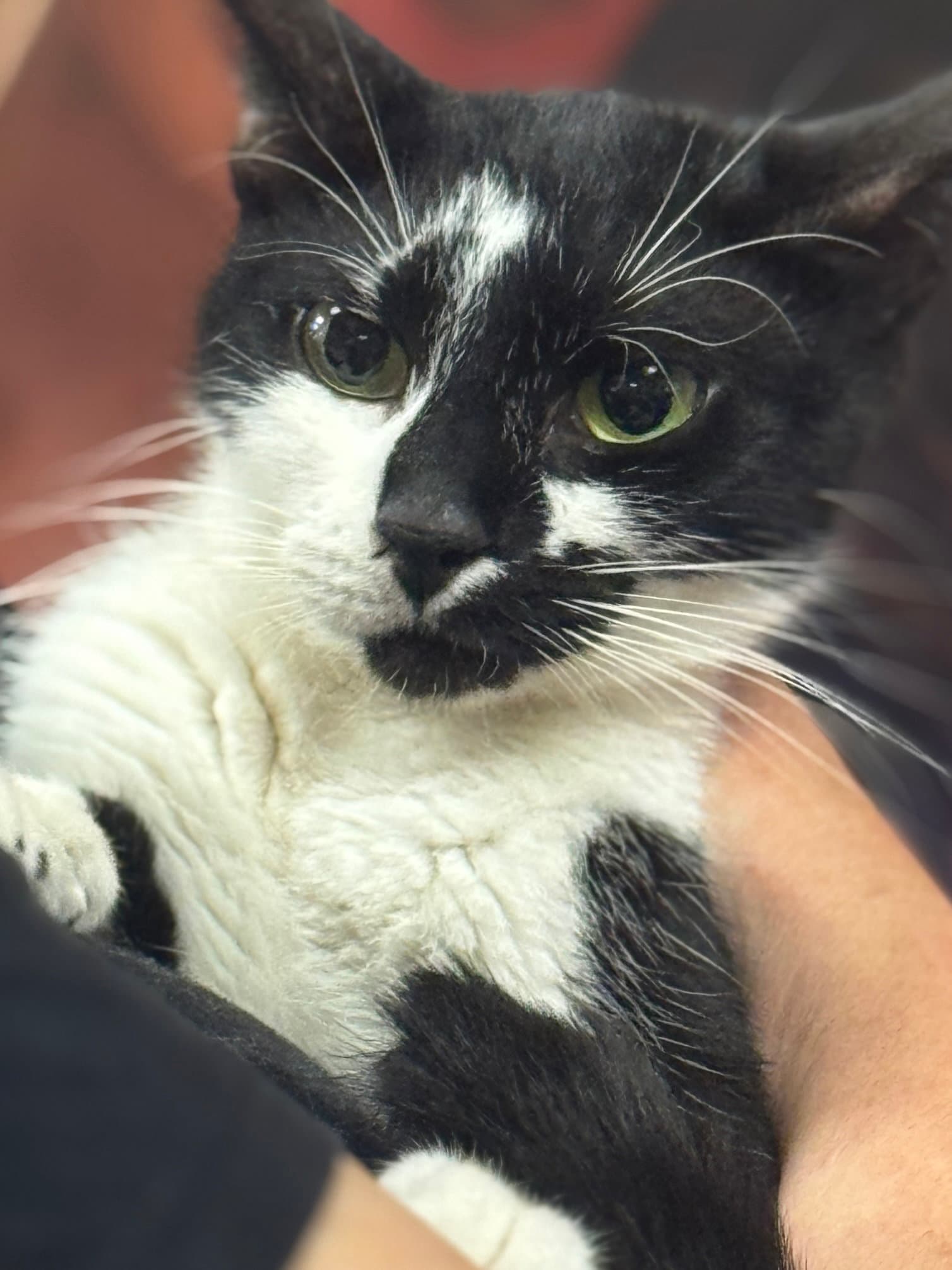 Cafe Au Lait - Domestic Short Hair