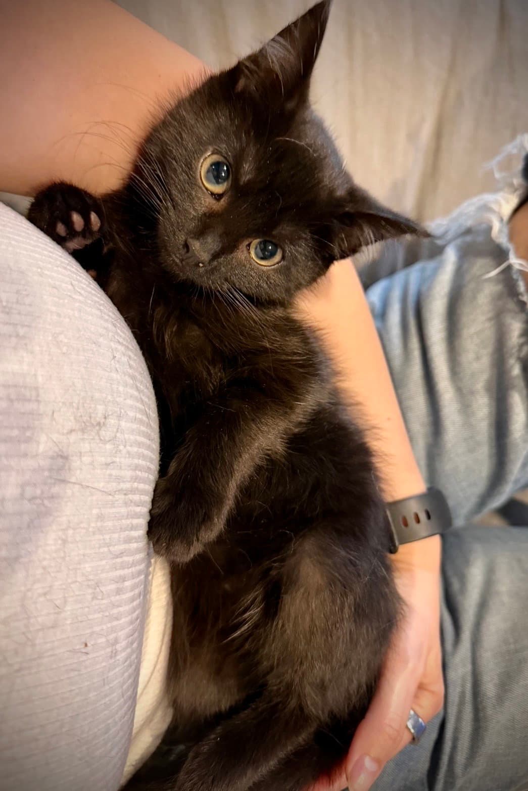 Quill - Domestic Medium Hair